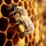 dzikie-pszczoly-pylek-kwiatowy-590x434