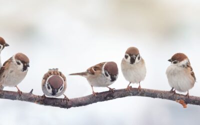 E_elsendo el la 20.11.2020