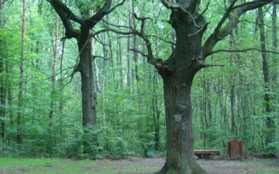 E_elsendo el la 25.11.2025