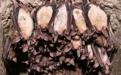 E_elsendo el la 10.01.2026