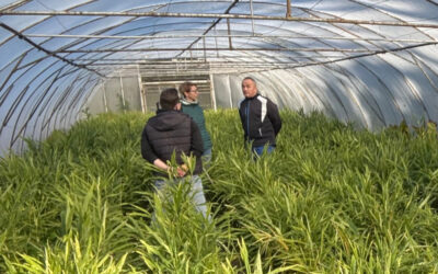 E_elsendo el la 10.02.2025