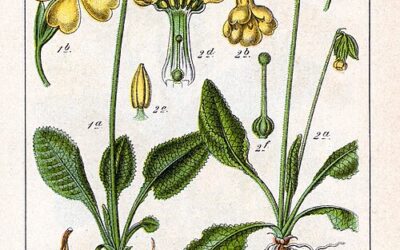 E_elsendo el la 10.04.2026